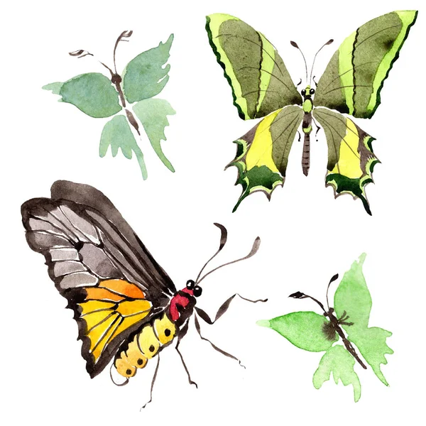 罕见的蝴蝶野生昆虫在水彩样式隔绝了 水彩画的背景 包装图案或纹身的野生昆虫 — 图库照片