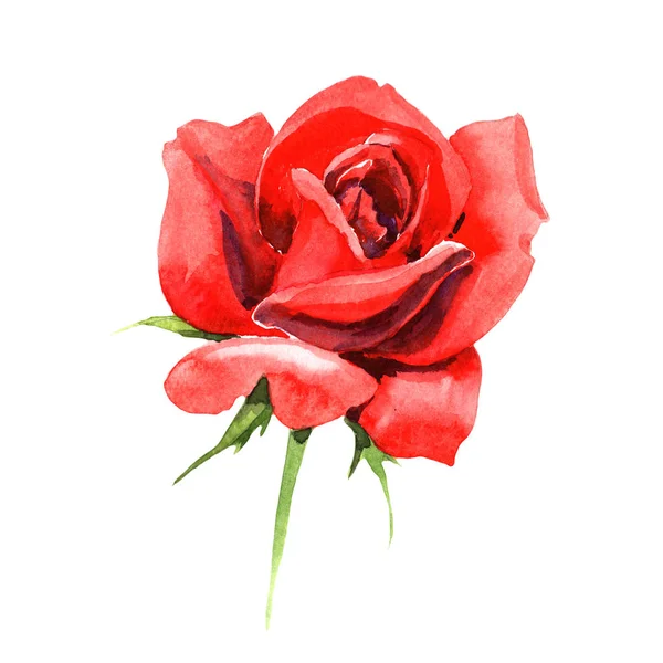 Красная Гибридная Роза Цветочный Ботанический Цветок Дикий Весенний Цветок Изолирован — стоковое фото