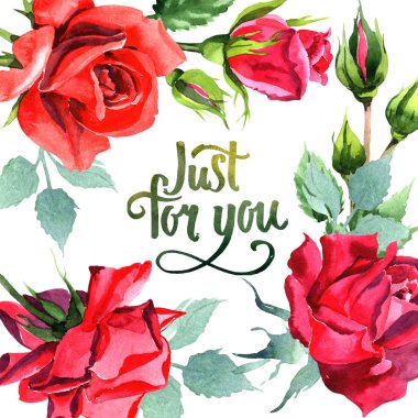 Kırmızı hibrid yükseldi. Botanik çiçek. Çerçeve kenarlığı süsleme Meydanı. Arka plan, doku, sarıcı desen, çerçeve veya kenarlık için Aquarelle kır çiçeği.