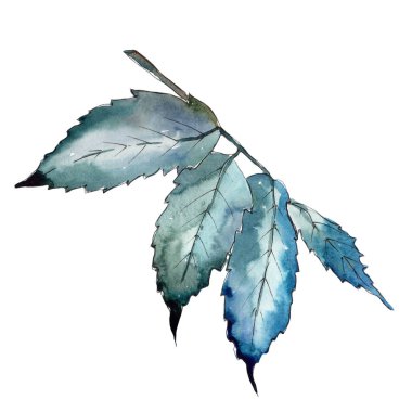 Tatlı kestane izole bir suluboya tarzında bırakır. Aquarelle yaprak için arka plan, doku, sarıcı desen, çerçeve veya kenarlık.