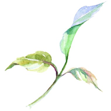 Narin pembe gül. Botanik çiçek. Vahşi bahar yaprak izole kır çiçeği. Arka plan, doku, sarıcı desen, çerçeve veya kenarlık için Aquarelle kır çiçeği.