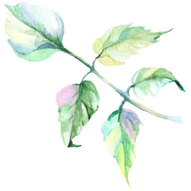 Narin pembe gül. Botanik çiçek. Vahşi bahar yaprak izole kır çiçeği. Arka plan, doku, sarıcı desen, çerçeve veya kenarlık için Aquarelle kır çiçeği.