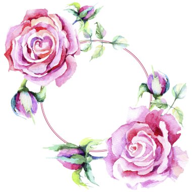 Narin pembe gül. Botanik çiçek. Çerçeve kenarlığı süsleme Meydanı. Arka plan, doku, sarıcı desen, çerçeve veya kenarlık için Aquarelle kır çiçeği.