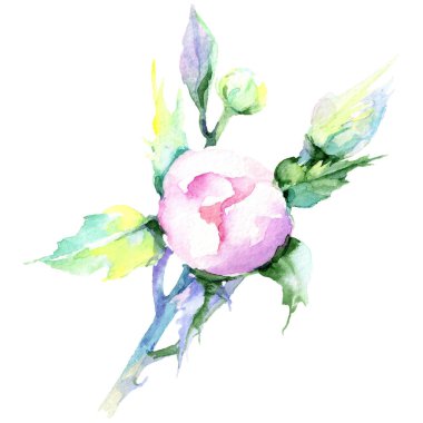 Narin pembe gül. Botanik çiçek. Vahşi bahar yaprak izole kır çiçeği. Arka plan, doku, sarıcı desen, çerçeve veya kenarlık için Aquarelle kır çiçeği.