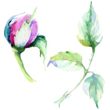 Narin pembe gül. Botanik çiçek. Vahşi bahar yaprak izole kır çiçeği. Arka plan, doku, sarıcı desen, çerçeve veya kenarlık için Aquarelle kır çiçeği.