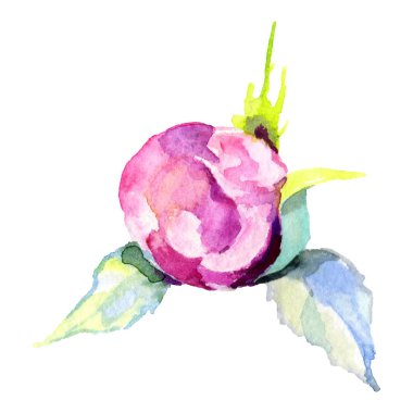 Narin pembe gül. Botanik çiçek. Vahşi bahar yaprak izole kır çiçeği. Arka plan, doku, sarıcı desen, çerçeve veya kenarlık için Aquarelle kır çiçeği.