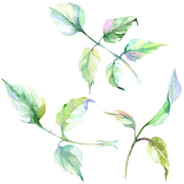 Narin pembe gül. Botanik çiçek. Vahşi bahar yaprak izole kır çiçeği. Arka plan, doku, sarıcı desen, çerçeve veya kenarlık için Aquarelle kır çiçeği.