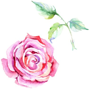 Narin pembe gül. Botanik çiçek. Vahşi bahar yaprak izole kır çiçeği. Arka plan, doku, sarıcı desen, çerçeve veya kenarlık için Aquarelle kır çiçeği.