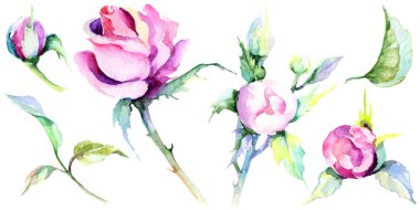 Narin pembe gül. Botanik çiçek. Vahşi bahar yaprak izole kır çiçeği. Arka plan, doku, sarıcı desen, çerçeve veya kenarlık için Aquarelle kır çiçeği.