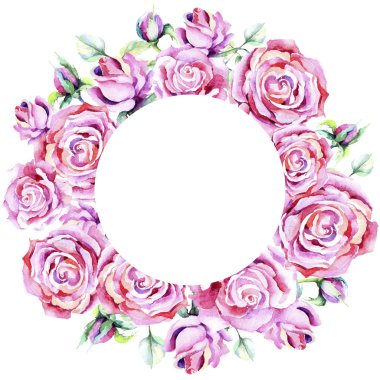 Narin pembe gül. Botanik çiçek. Çerçeve kenarlığı süsleme Meydanı. Arka plan, doku, sarıcı desen, çerçeve veya kenarlık için Aquarelle kır çiçeği.