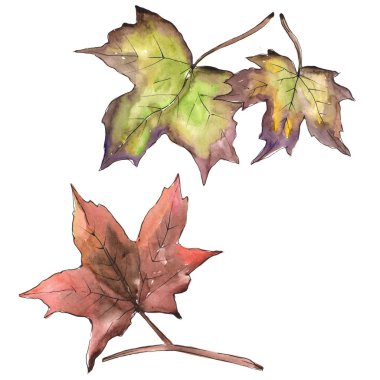 Akçaağaç izole bir suluboya tarzında bırakır. Aquarelle yaprak için arka plan, doku, sarıcı desen, çerçeve veya kenarlık.