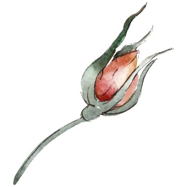 Kırmızı gül. Botanik çiçek. Vahşi bahar yaprak izole kır çiçeği. Arka plan, doku, sarıcı desen, çerçeve veya kenarlık için Aquarelle kır çiçeği.