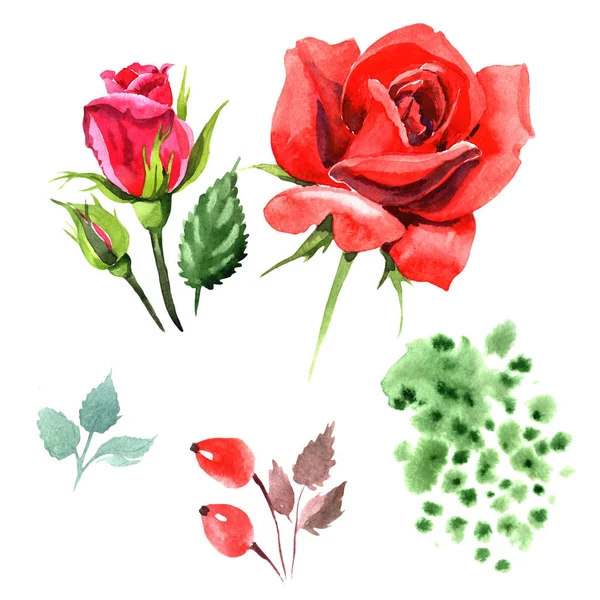Rózsa Piros Hibrid Virágos Botanikai Virág Vad Tavaszi Levél Vadvirág — Stock Fotó