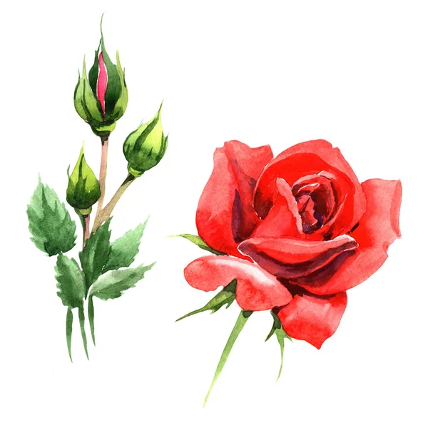 红色杂交玫瑰 花卉植物花 野生春叶野花分离 包装图案 框架或边框的水彩画野花 — 图库照片
