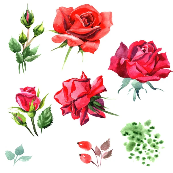 Rose Hybride Rouge Fleur Botanique Florale Feuille Sauvage Printemps Fleur — Photo