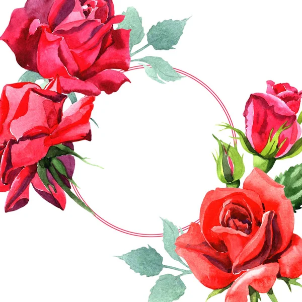 Rosa Ibrida Rossa Fiore Botanico Floreale Quadrato Ornamento Bordo Cornice — Foto Stock