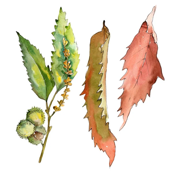 Sweet Chestnut Leaves Watercolor Style Isolated Aquarelle Leaf Background Texture — Stock Photo, Image