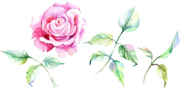 Delikatne Różowe Róże Botaniczny Kwiat Kwiatowy Wiosna Dzikiego Wildflower Liść — Zdjęcie stockowe