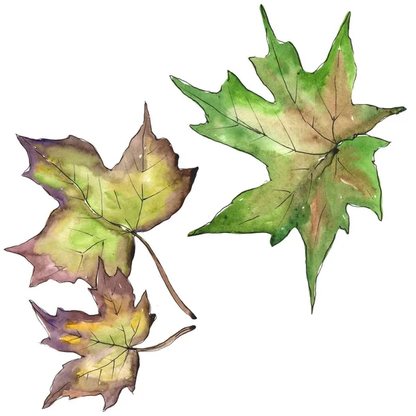 Φύλλα Σφενδάμου Στυλ Υδροχρώματος Απομονωμένη Φύλλα Ακουαρέλας Για Φόντο Υφή — Φωτογραφία Αρχείου