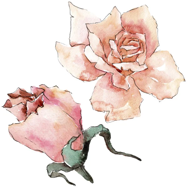 Бежевые Розы Цветочный Ботанический Цветок Дикий Весенний Цветок Изолирован Aquarelle — стоковое фото