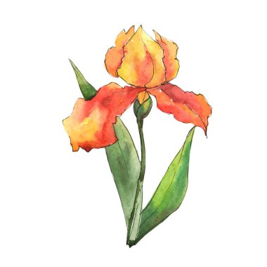 Turuncu Süsen. Botanik çiçek. Vahşi bahar yaprak izole kır çiçeği. Arka plan, doku, sarıcı desen, çerçeve veya kenarlık için Aquarelle kır çiçeği.