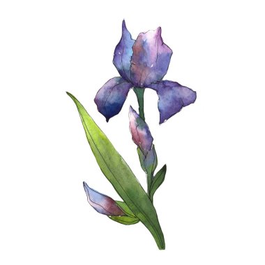 Mor Süsen. Botanik çiçek. Vahşi bahar yaprak izole kır çiçeği. Arka plan, doku, sarıcı desen, çerçeve veya kenarlık için Aquarelle kır çiçeği.