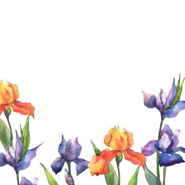 Renkli iris. Botanik çiçek. Çerçeve kenarlığı süsleme Meydanı. Arka plan, doku, sarıcı desen, çerçeve veya kenarlık için Aquarelle kır çiçeği.