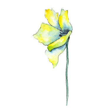 Sarı haşhaş. Botanik çiçek. Vahşi bahar yaprak izole kır çiçeği. Arka plan, doku, sarıcı desen, çerçeve veya kenarlık için Aquarelle kır çiçeği.