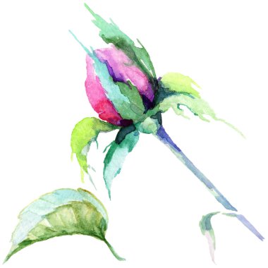 Narin pembe gül. Botanik çiçek. Vahşi bahar yaprak izole kır çiçeği. Arka plan, doku, sarıcı desen, çerçeve veya kenarlık için Aquarelle kır çiçeği.