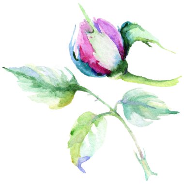 Narin pembe gül. Botanik çiçek. Vahşi bahar yaprak izole kır çiçeği. Arka plan, doku, sarıcı desen, çerçeve veya kenarlık için Aquarelle kır çiçeği.