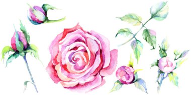 Narin pembe gül. Botanik çiçek. Vahşi bahar yaprak izole kır çiçeği. Arka plan, doku, sarıcı desen, çerçeve veya kenarlık için Aquarelle kır çiçeği.