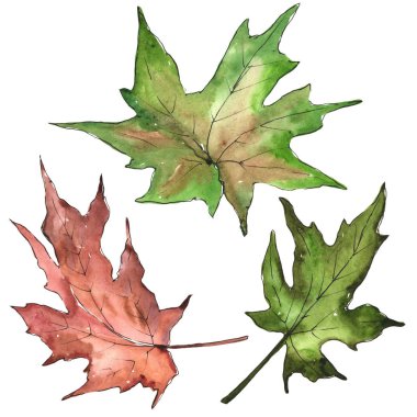 Akçaağaç izole bir suluboya tarzında bırakır. Aquarelle yaprak için arka plan, doku, sarıcı desen, çerçeve veya kenarlık.