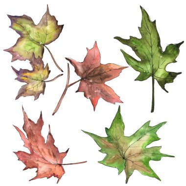 Akçaağaç izole bir suluboya tarzında bırakır. Aquarelle yaprak için arka plan, doku, sarıcı desen, çerçeve veya kenarlık.