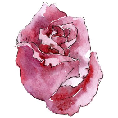 Pembe gül. Botanik çiçek. Vahşi bahar yaprak izole kır çiçeği. Arka plan, doku, sarıcı desen, çerçeve veya kenarlık için Aquarelle kır çiçeği.