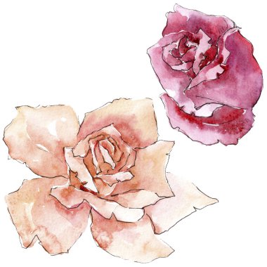 Renkli gül. Botanik çiçek. Vahşi bahar yaprak izole kır çiçeği. Arka plan, doku, sarıcı desen, çerçeve veya kenarlık için Aquarelle kır çiçeği.