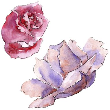 Renkli gül. Botanik çiçek. Vahşi bahar yaprak izole kır çiçeği. Arka plan, doku, sarıcı desen, çerçeve veya kenarlık için Aquarelle kır çiçeği.