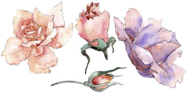 Renkli gül. Botanik çiçek. Vahşi bahar yaprak izole kır çiçeği. Arka plan, doku, sarıcı desen, çerçeve veya kenarlık için Aquarelle kır çiçeği.