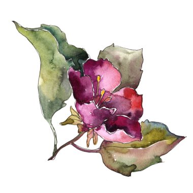 Kırmızı çiçek. Botanik çiçek. Vahşi bahar yaprak izole kır çiçeği. Arka plan, doku, sarıcı desen, çerçeve veya kenarlık için Aquarelle kır çiçeği.