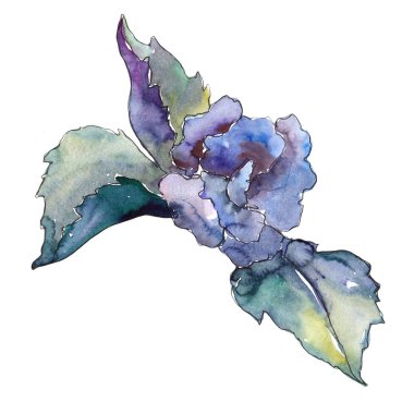 Mavi çiçek. Botanik çiçek. Vahşi bahar yaprak izole kır çiçeği. Arka plan, doku, sarıcı desen, çerçeve veya kenarlık için Aquarelle kır çiçeği.