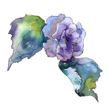 Mavi çiçek. Botanik çiçek. Vahşi bahar yaprak izole kır çiçeği. Arka plan, doku, sarıcı desen, çerçeve veya kenarlık için Aquarelle kır çiçeği.