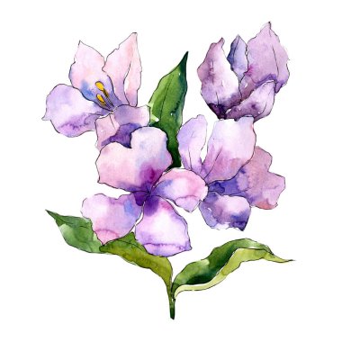 Mor alstroemeria. Botanik çiçek. Vahşi bahar yaprak izole kır çiçeği. Arka plan, doku, sarıcı desen, çerçeve veya kenarlık için Aquarelle kır çiçeği.