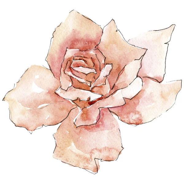 米色玫瑰 花卉植物花 野生春叶野花分离 包装图案 框架或边框的水彩画野花 — 图库照片