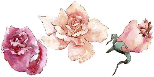Des Roses Colorées Fleur Botanique Florale Feuille Sauvage Printemps Fleur — Photo