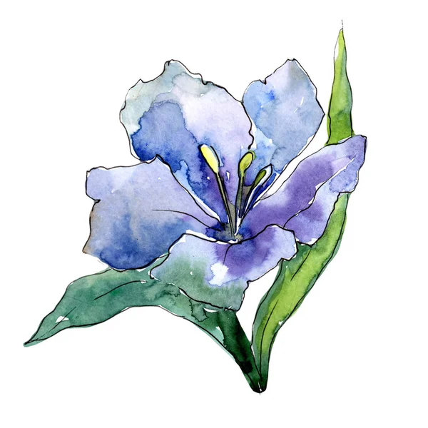 Mavi alstroemeria. Botanik çiçek. Vahşi bahar yaprak izole kır çiçeği. Arka plan, doku, sarıcı desen, çerçeve veya kenarlık için Aquarelle kır çiçeği.