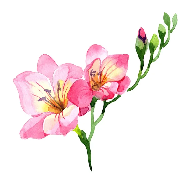 Une Freesia Rose Fleur Botanique Florale Feuille Sauvage Printemps Fleur — Photo