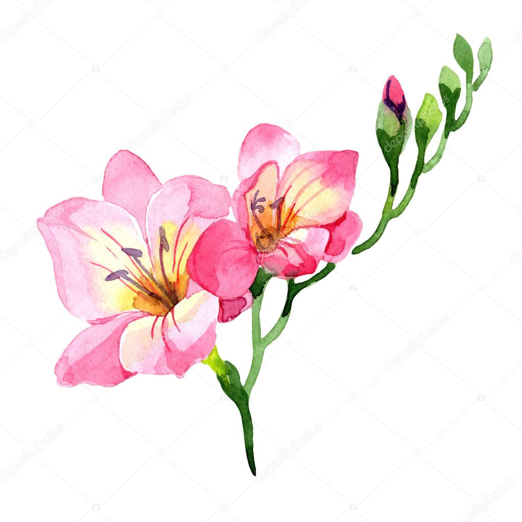 Pink Freesia Floral Botanical Flower Wild Spring Leaf