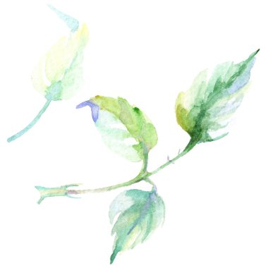 Narin pembe gül. Botanik çiçek. Vahşi bahar yaprak izole kır çiçeği. Arka plan, doku, sarıcı desen, çerçeve veya kenarlık için Aquarelle kır çiçeği.