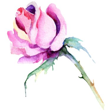 Narin pembe gül. Botanik çiçek. Vahşi bahar yaprak izole kır çiçeği. Arka plan, doku, sarıcı desen, çerçeve veya kenarlık için Aquarelle kır çiçeği.