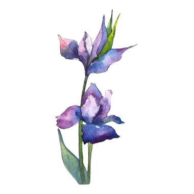 Mor Süsen. Botanik çiçek. Vahşi bahar yaprak izole kır çiçeği. Arka plan, doku, sarıcı desen, çerçeve veya kenarlık için Aquarelle kır çiçeği.