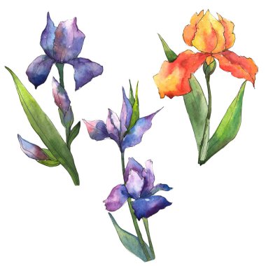 Renkli iris. Botanik çiçek. İzole vahşi bahar yaprak kır çiçeği.